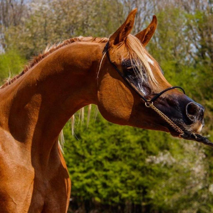 Le Haras Du Favry Διαμέρισμα Palinges Εξωτερικό φωτογραφία